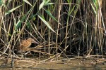 Young least Bittern, Meadowlands 2021-07-31 475