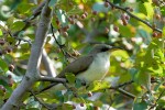 Yellow-billed Cuckoo, Meadowlands 2021-08-01 1170