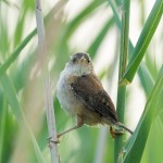 Young Marsh Wren, Meadowlands 2021-08-01 559