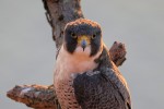 Female Peregrine Falcon at sunrise, State Line Lookout 2021-10-22 2905