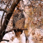 Great Horned Owl 2021-12-05 843