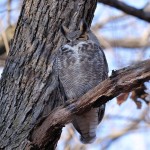 Great Horned Owl, male 2022-01-26 135