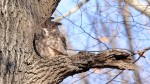 Great Horned Owl, female 2022-01-26 85