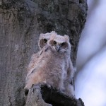Great Horned Owl 2022-05-01 40
