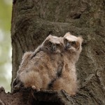 Great Horned Owl 2022-05-01 833
