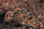 Great Horned Owl 2022-05-02 1100
