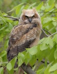 Great Horned Owl 2022-05-03 2155