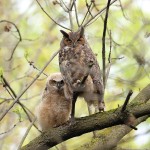 Great Horned Owl 2022-05-08 1