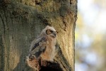 Great Horned Owl 2022-05-09 250