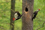Pileated Woodpecker, Garret 2022-05-12 227