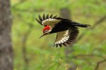 Pileated Woodpecker, Garret 2022-05-12 234