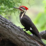 Pileated Woodpecker, Garret 2022-05-16 571