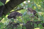Red-tailed Hawks, Garret 2022-05-25 438