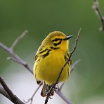 Prairie Warbler, Sterling Forest NY 2022-05-26 198