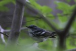 Cerulean Warbler, Sterling forest NY 2022-06-01 628