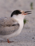 Common Tern, Nickerson Beach 8/1/2010
