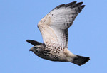 Broad-winged Hawk, Alpine 10/3/2010