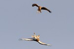 Red-tailed Hawk and Northern Harrier, Meadowlands 1/19/2013
