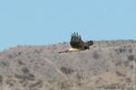 Northern Harrier, Bosque del Apache
