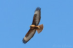 Red-tailed Hawk, Bosque del Apache
