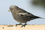 Brown-capped Rosy-Finch, Sandia Crest