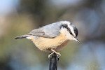 Red-breasted Nuthatch, Sandia Crest