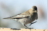 Brown-capped Rosy-Finch, Sandia Crest