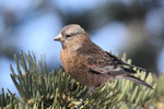 Gray-crowned Rosy-Finch, Sandia Crest