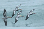 Peruvian Pelicans, Pantanos de Villa