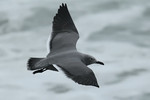Gray Gull, Pantanos de Villa