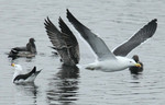 Kelp & Gray Gulls, Pantanos de Villa