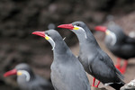 Inca Terns, Pucusana