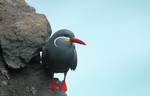 Inca Tern, Pucusana