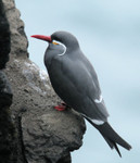 Inca Terns, Pucusana