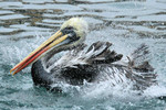 Peruvian Pelican, Pucusana