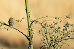 Peruvian Pygmy-owl and Oasis Hummingbird, Santa Eulalia Road