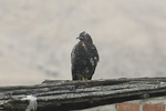 Black-chested Buzzard-eagle, Lomas de Lachay