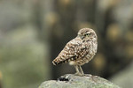 Burrowing Owl, Lomas de Lachay