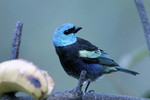 Blue-necked Tanager, Pueblo Hotel grounds