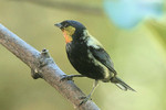 Silver-backed Tanager, Pueblo Hotel grounds