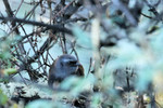 Diademed Tapaculo, road to Abra Malaga (not a great shot, but it's unusual to see a Tapaculo, much less photograph one)