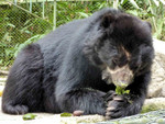 Spectacled Bear (captive) 