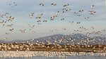 Snow and Ross's Geese taking off