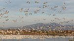 Snow Geese, Salton Sea 1/16/2011