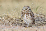 Burrowing Owl, Salton Sea 1/16/2011