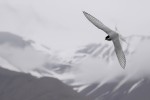 Arctic Tern, Longyearbyen 20180714 190