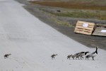 Barnacle Geese, Longyearbyen (nesting near the sled dog kennels, as that offers some protection from Arctic Foxes) 20180714 86