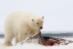 Polar Bear with stashed Harp Seal kill 20180716 765