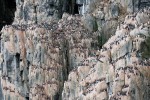Bird cliffs at Kapp Fanshawe 20180721 1461