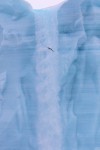 Austfonna glacier 20180721 69